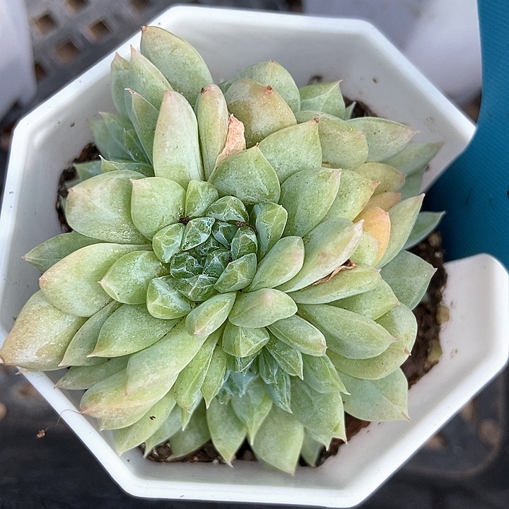 多肉植物冰魄五头1009