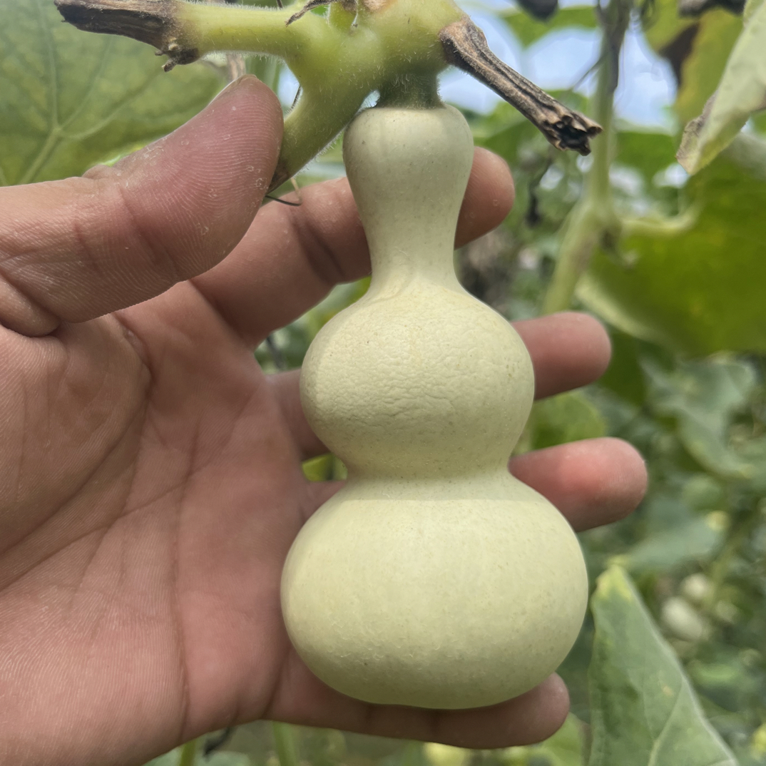 专属天然葫芦链接  一物一拍 