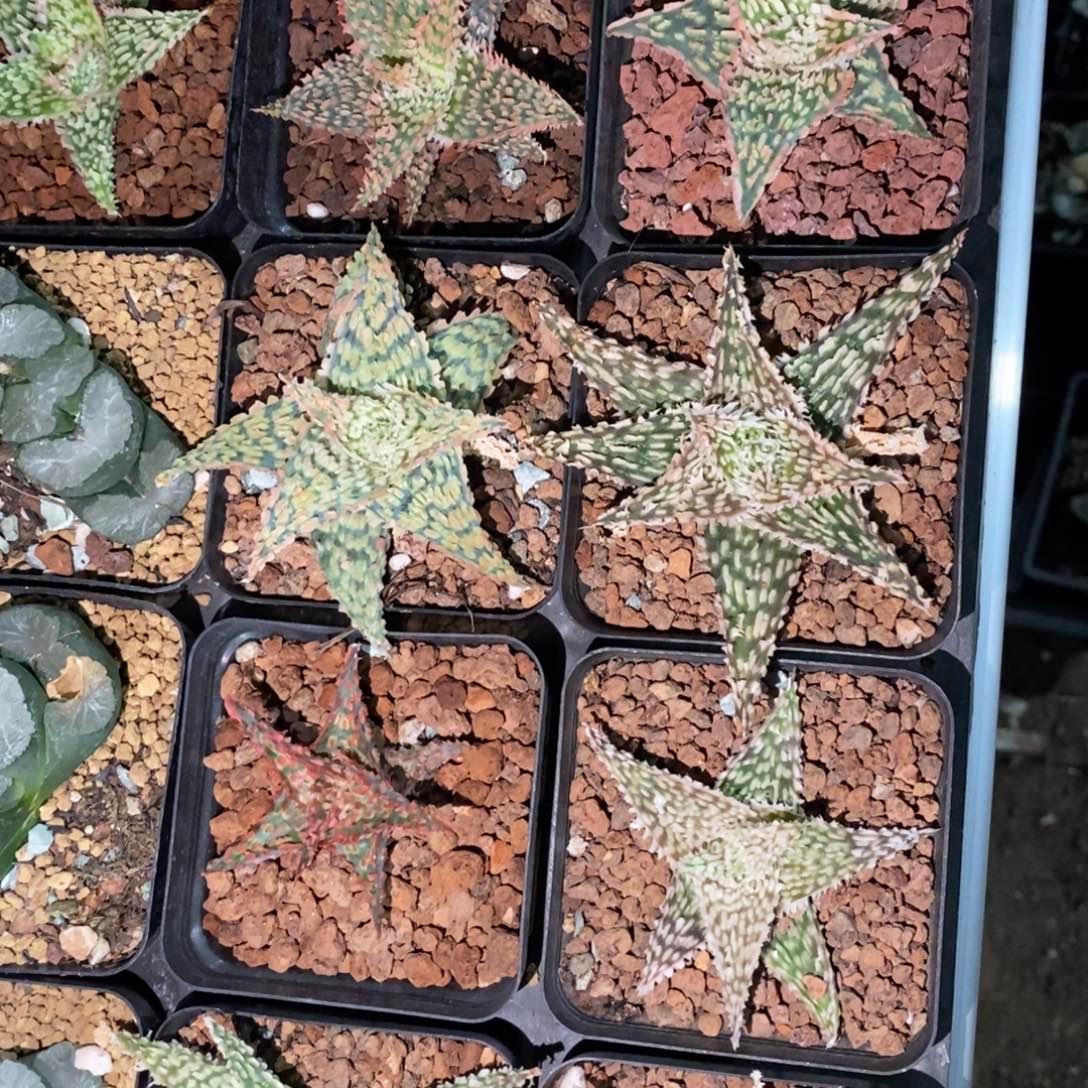 一颗超大圣诞芦荟 圣诞福利