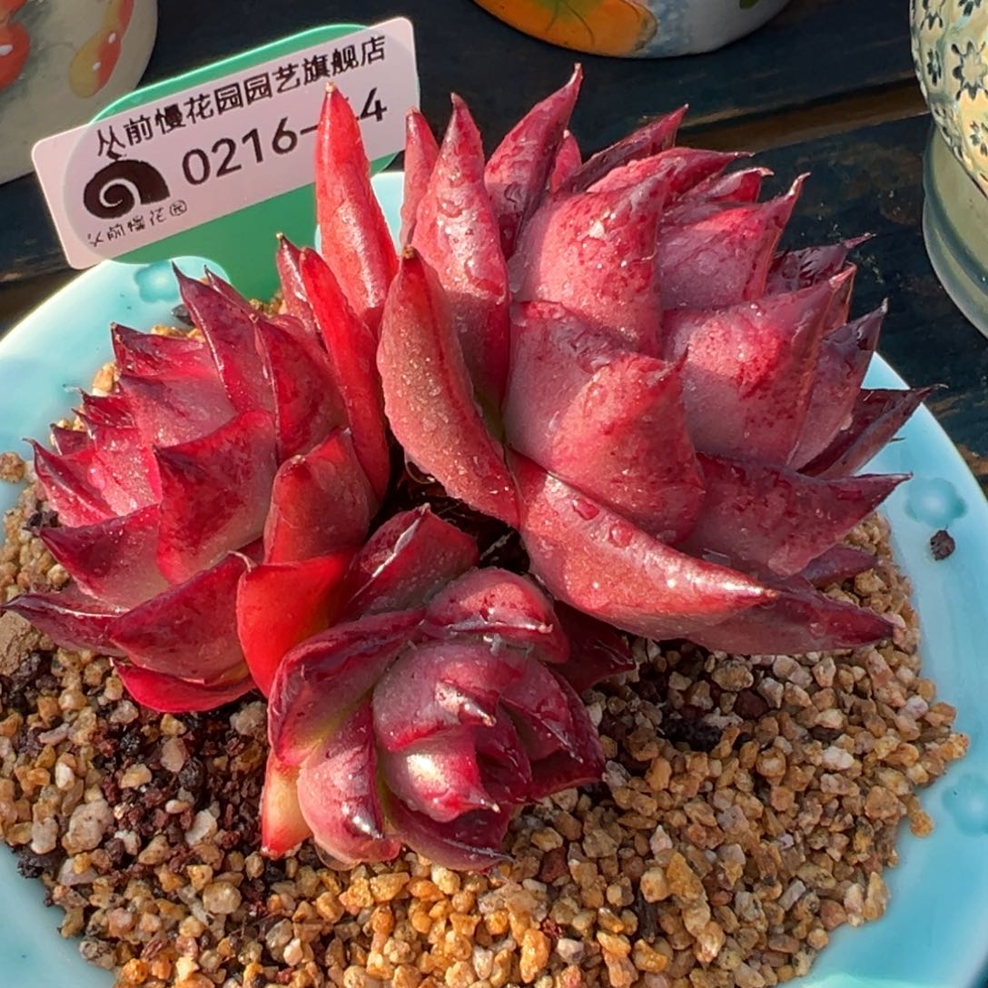 从前慢多肉精选编号0216.44