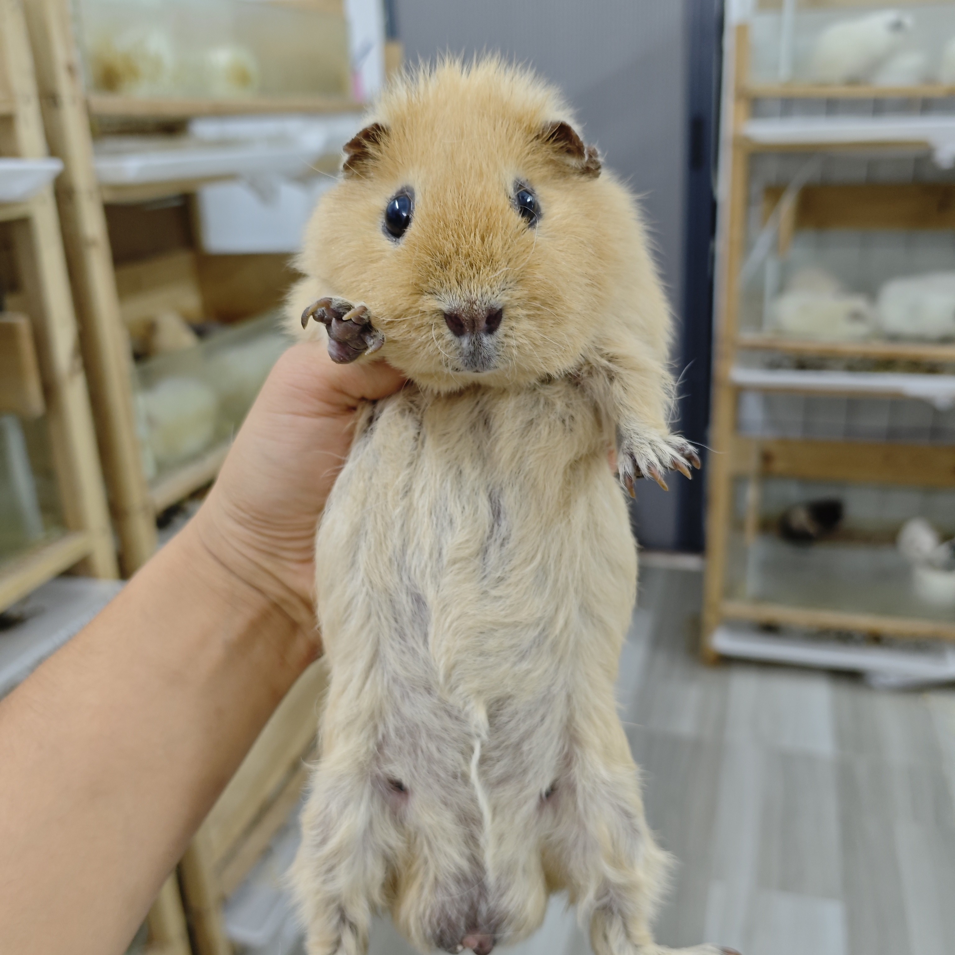 黄色美泰弟弟12个月左右