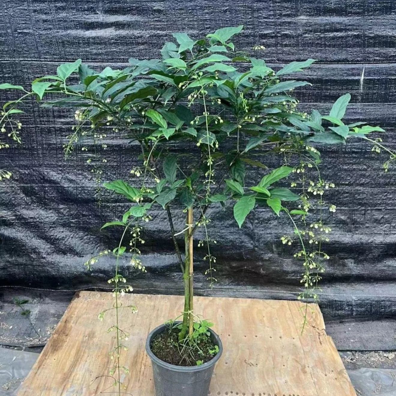 【新疆包邮】垂丝茉莉连花带盆