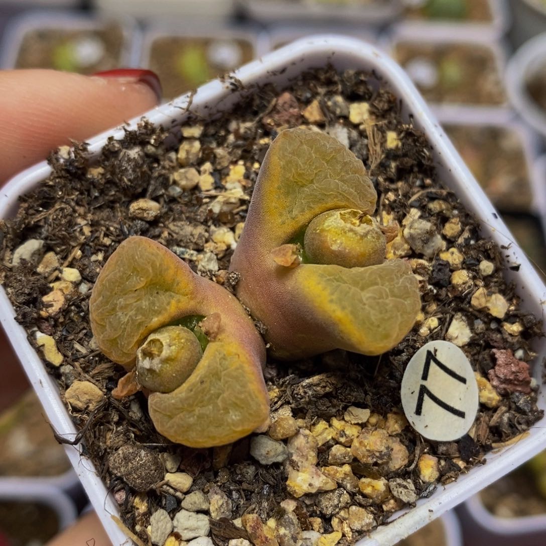 双头风铃（多肉带盆