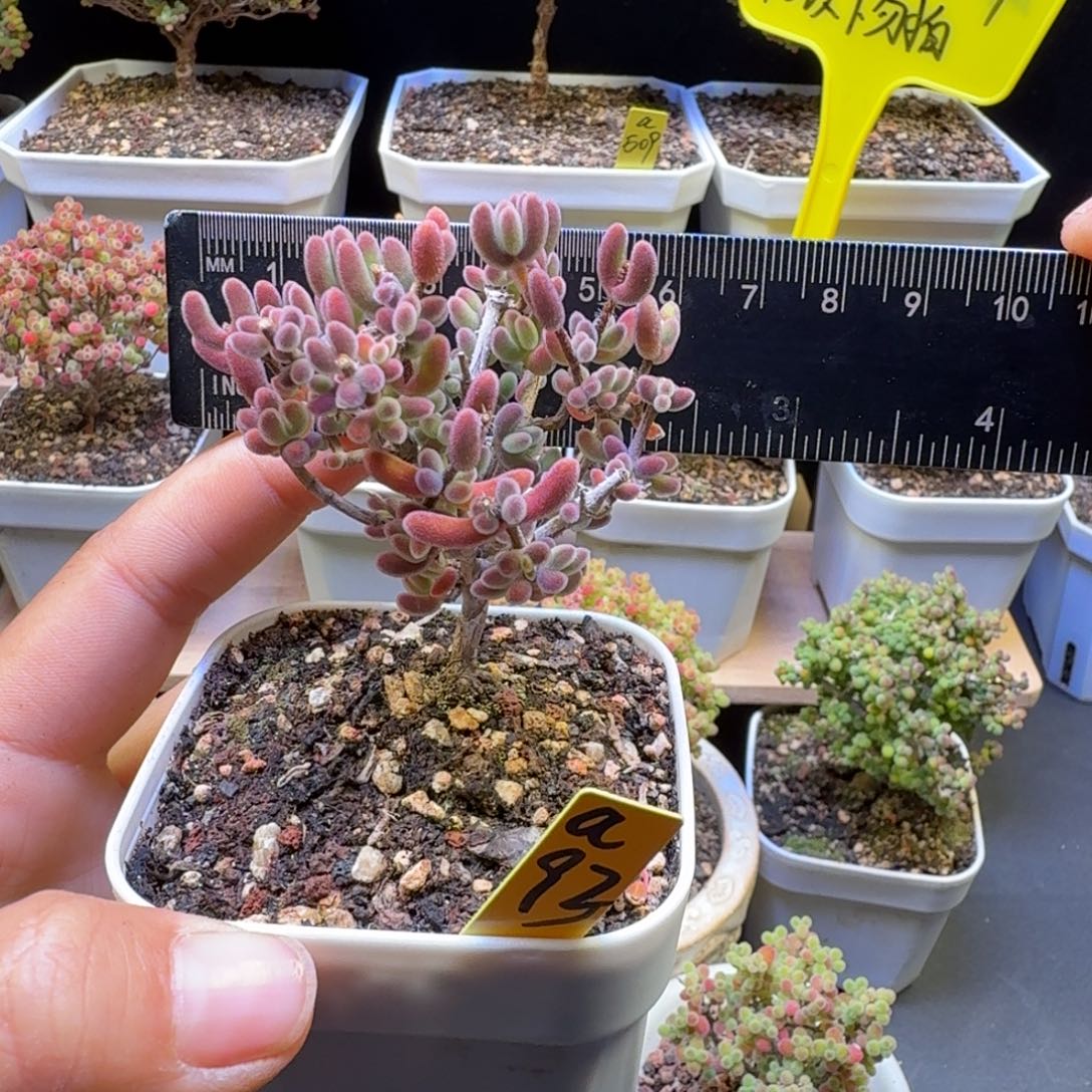 a93号红叶冠服6厘米左右