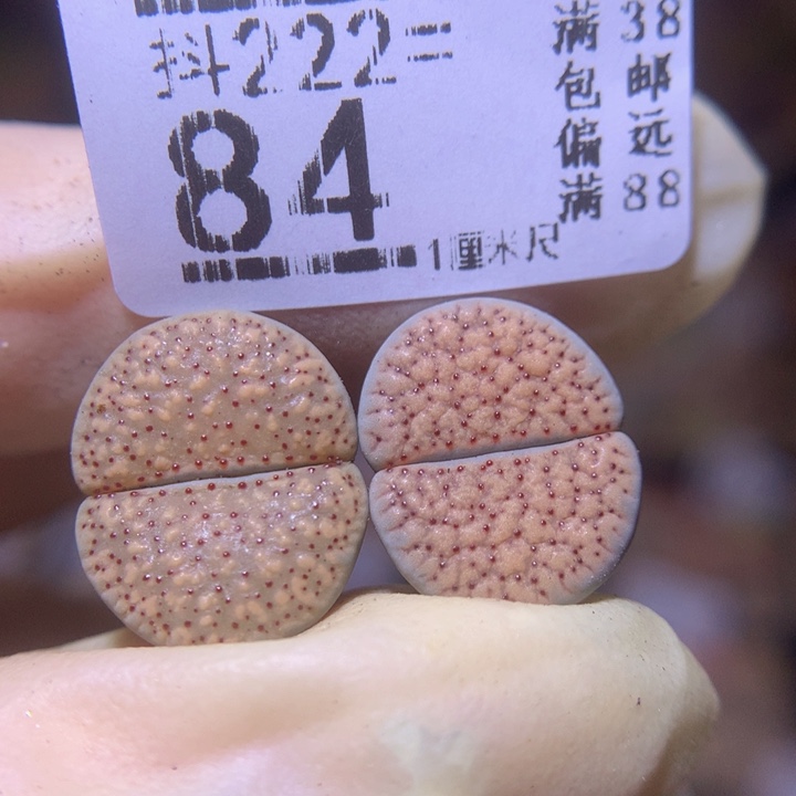 精品生石花222.84