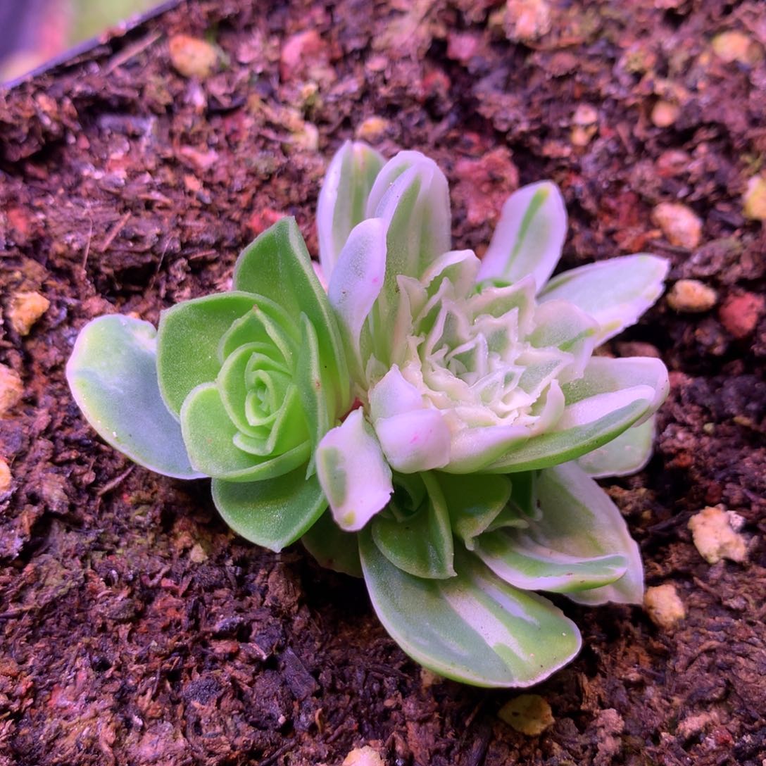 秋夕583山地玫瑰多肉