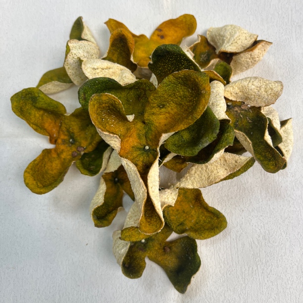 新会东甲二红皮2025年圈上圈新会陈皮薄荷味收藏时期