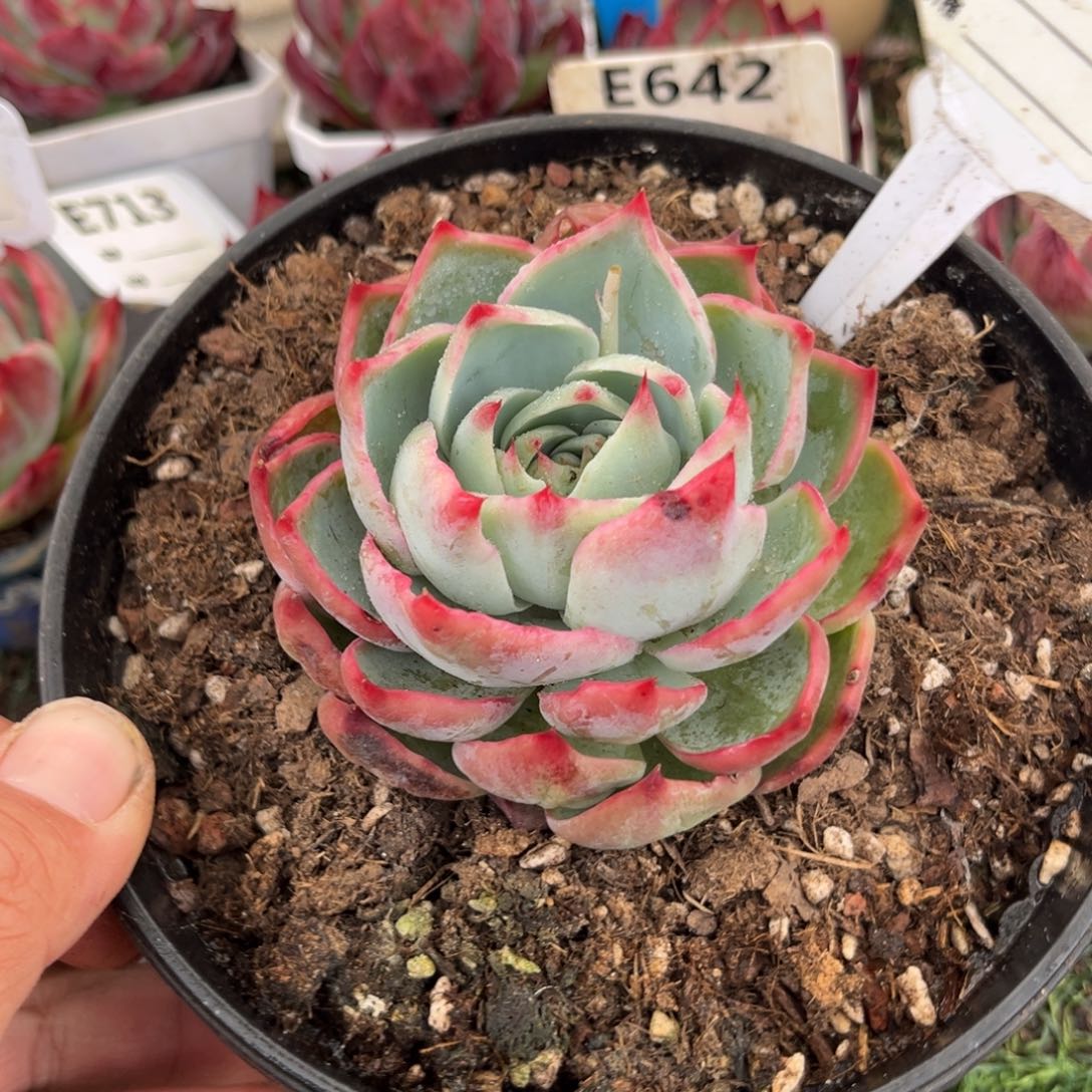 惊鸿一瞥690号多肉