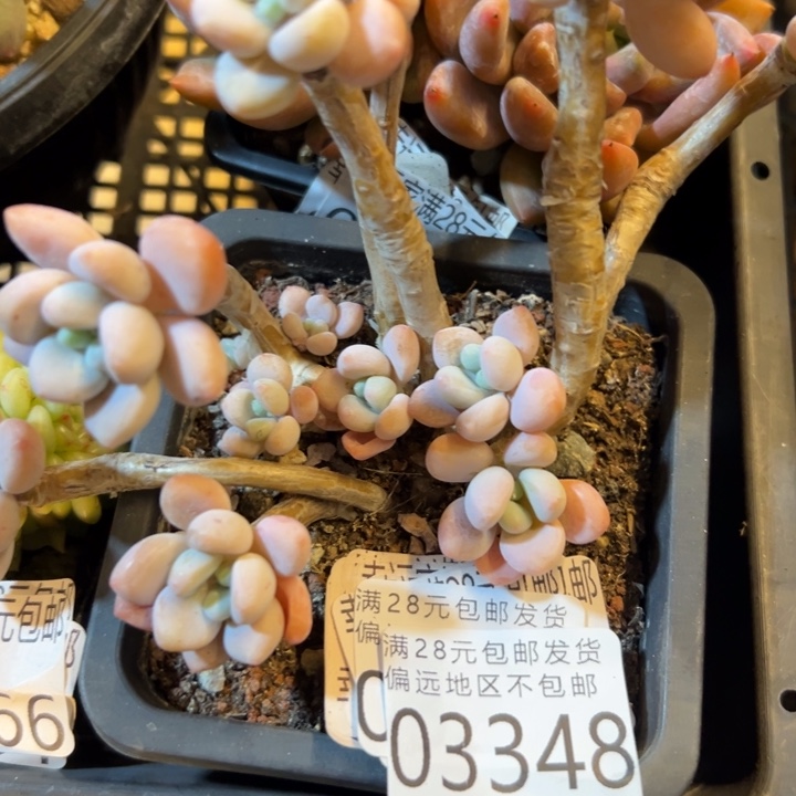 幸运儿的一个好消息就是