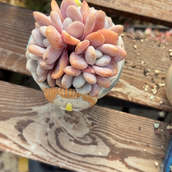 多肉植物粉兔群生朵朵