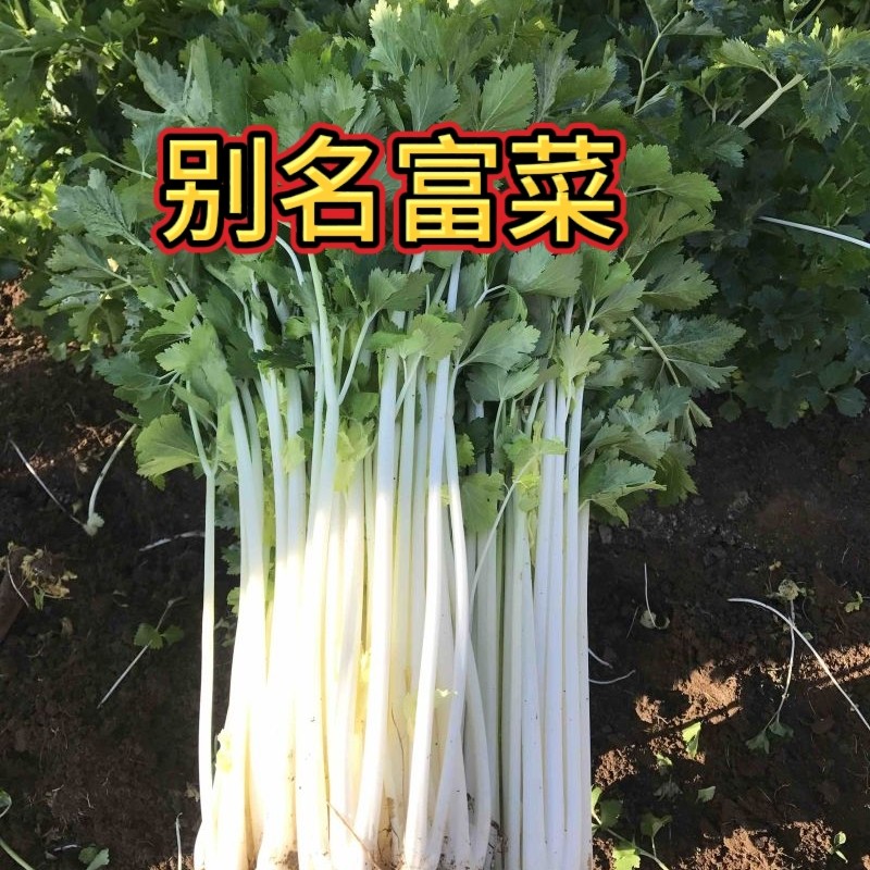 湖南洞庭农家露天新鲜白杆实心白芹菜现摘现发当季蔬菜