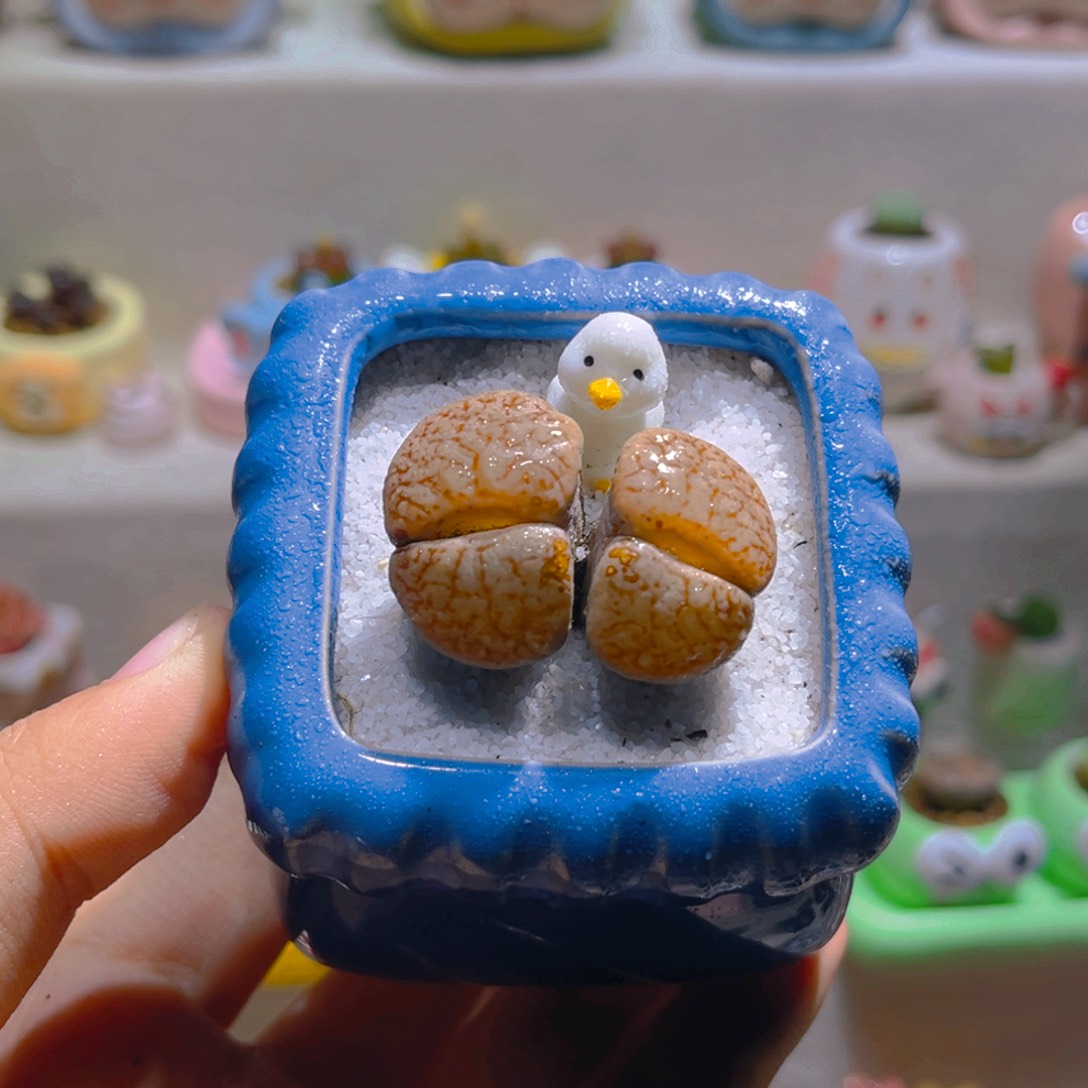 021双头拿铁带盆土一套18