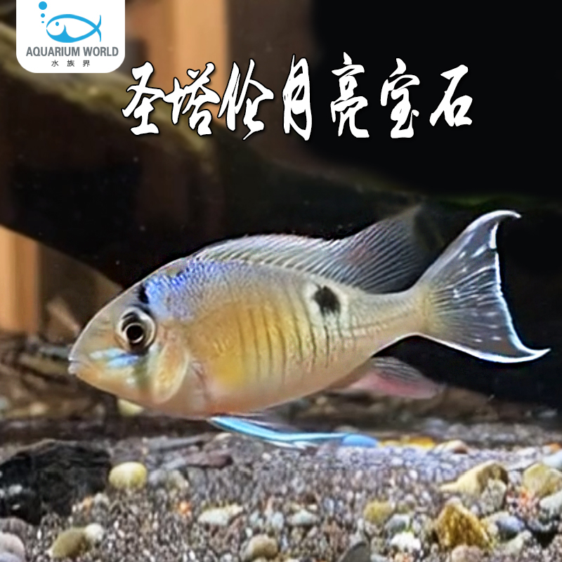 圣塔伦黄腹月亮宝石南美慈鲷温和热带淡水鱼观赏鱼白子关刀鱼活体
