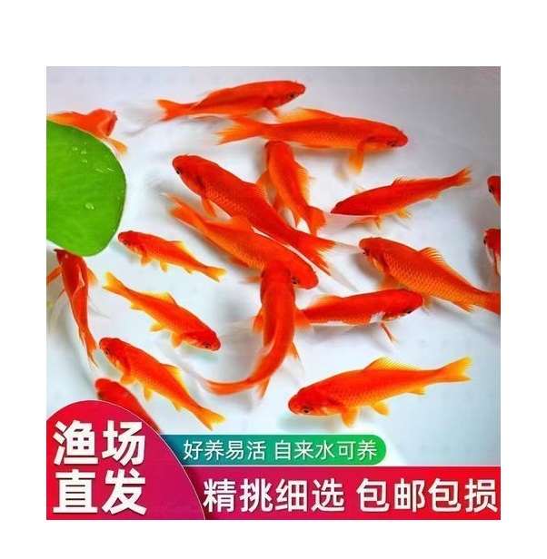 精品金鱼草金观赏鱼冷水鱼好养耐活