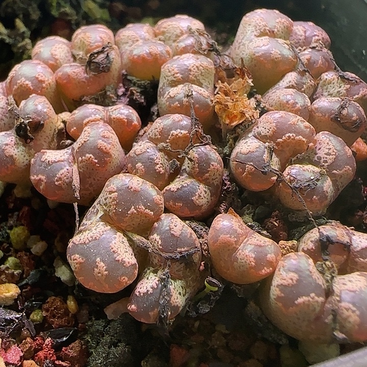 584 开播福利来啦。     