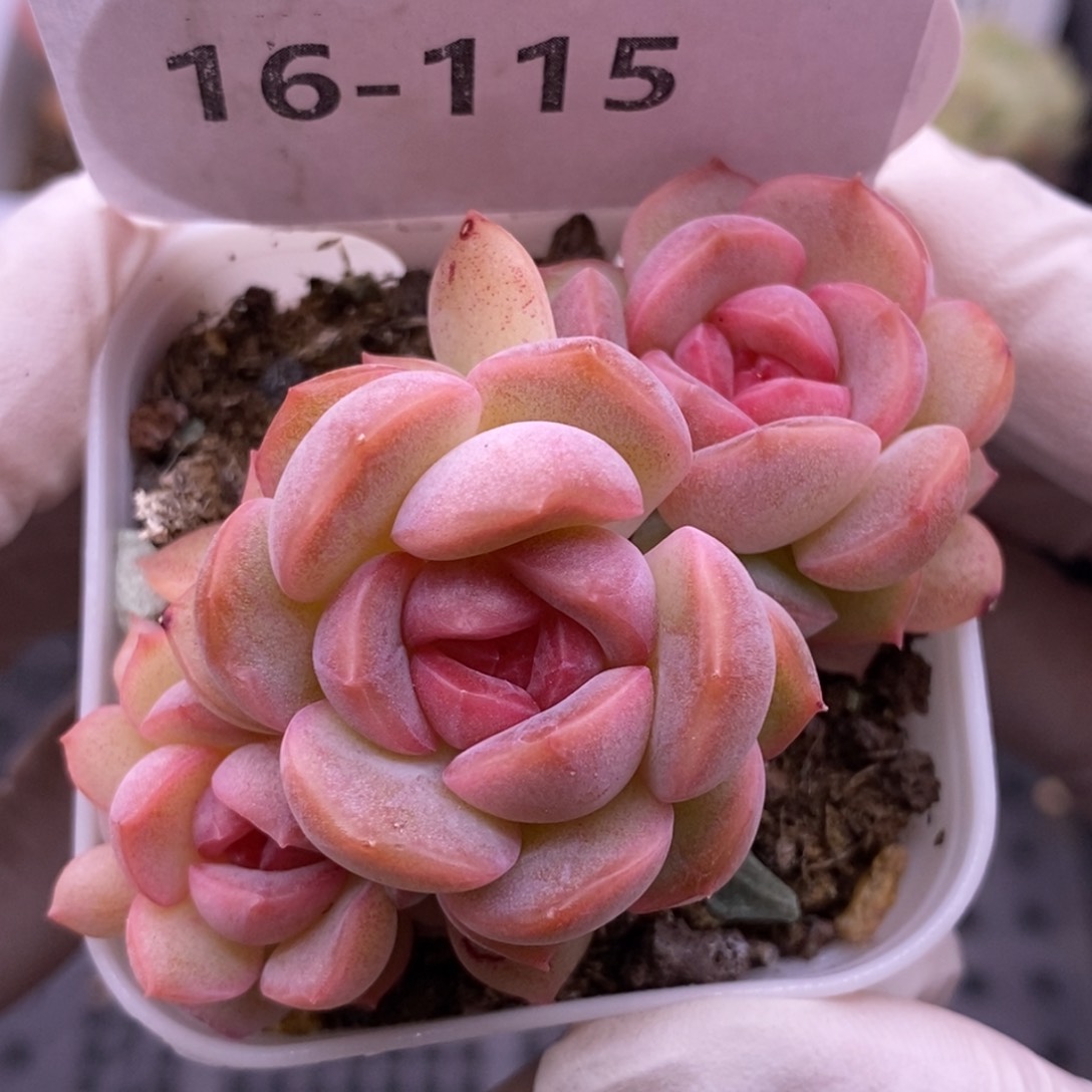 【闪购商品】16-115琴心