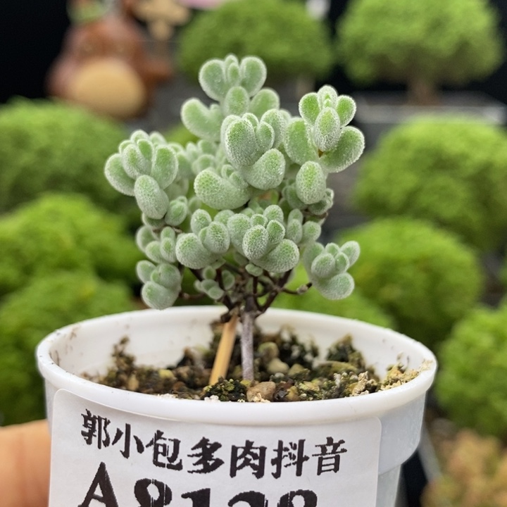 实生莱斯8138枝干番杏