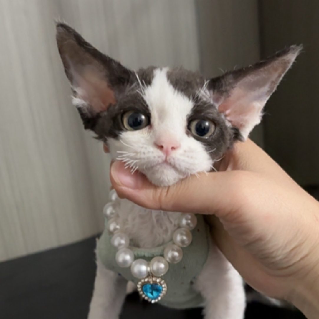 黑白开脸德文弟弟