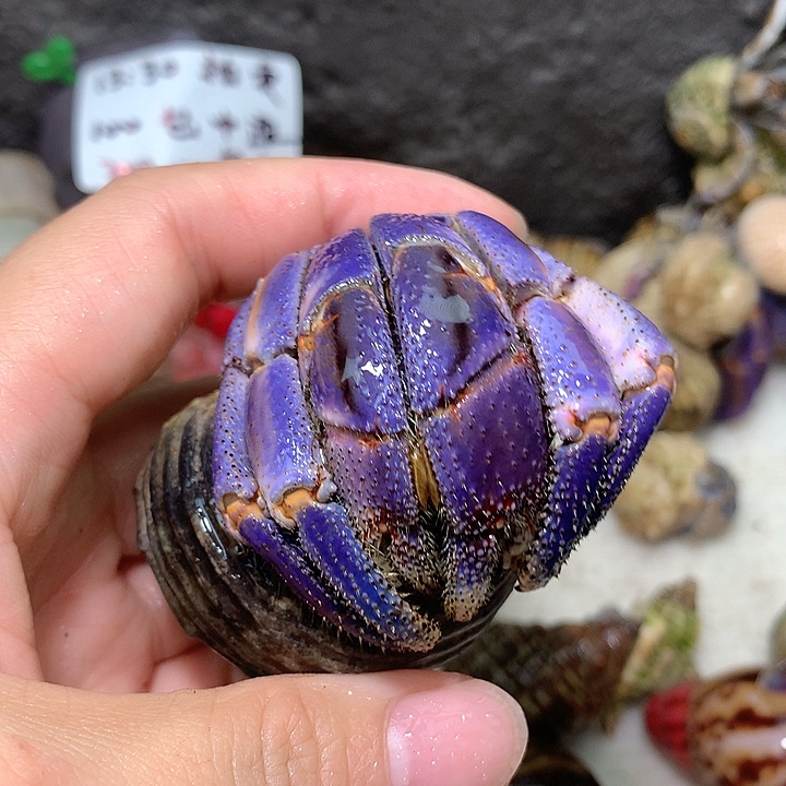 4.0口径奔跑的寄居蟹9号