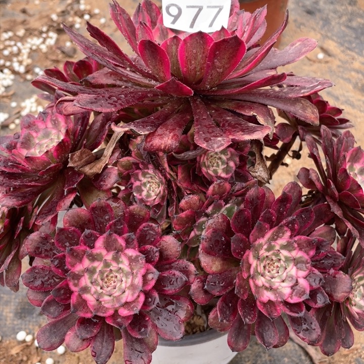 977多肉植物红金刚