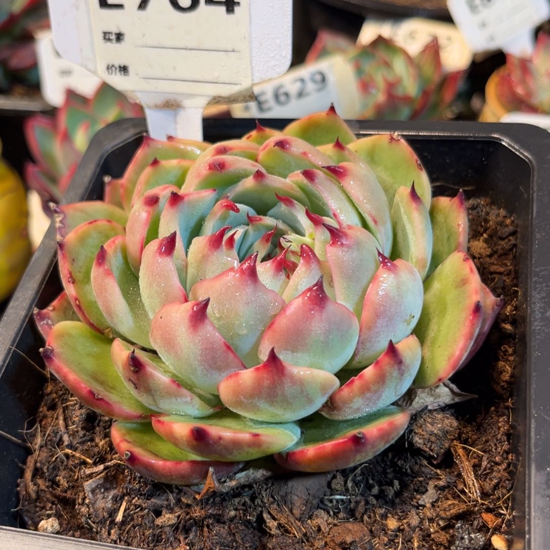 惊鸿一瞥764号多肉