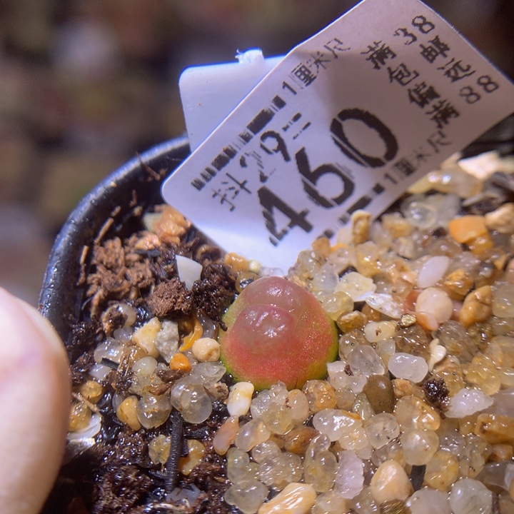 好看啊小可爱29.460拉登