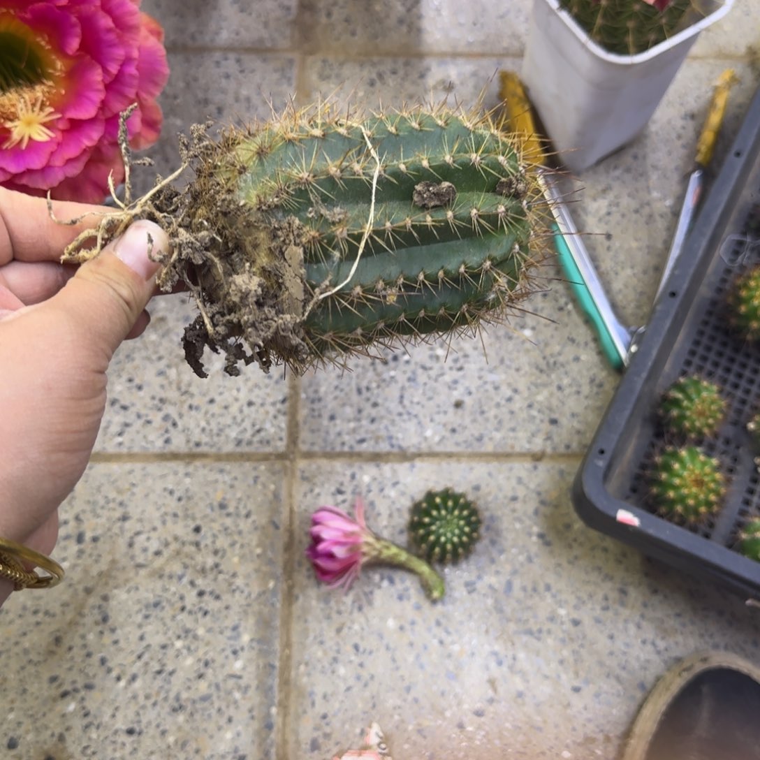 301新品毛花柱根脱土发货斑10公分左右