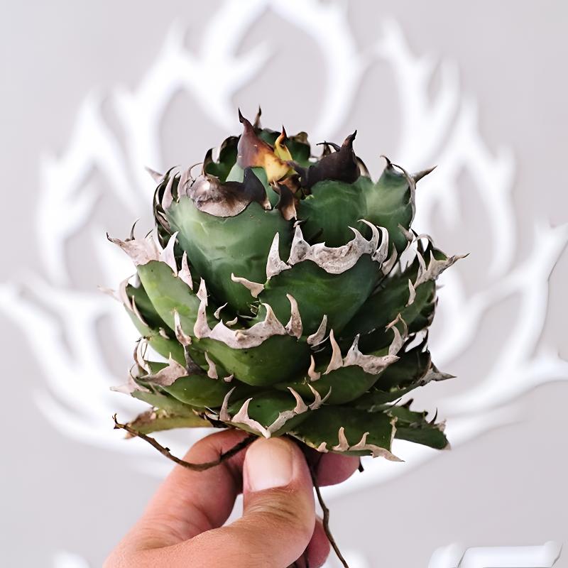 红猫仁王冠Agave redcat weazle 赤猫严龙精品龙舌兰一物一拍