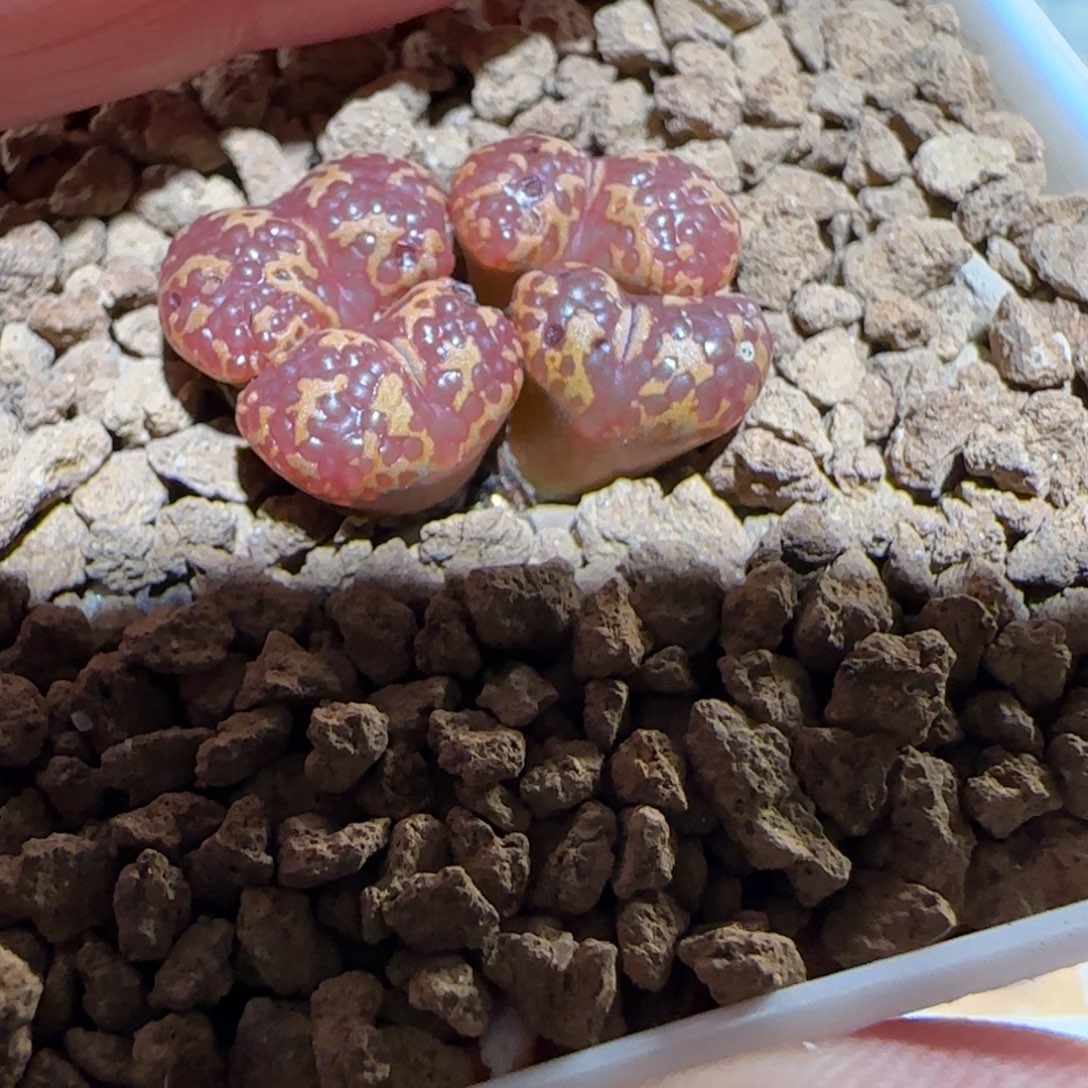 肉锥多肉植物组合-酒红泡泡勋有疤923