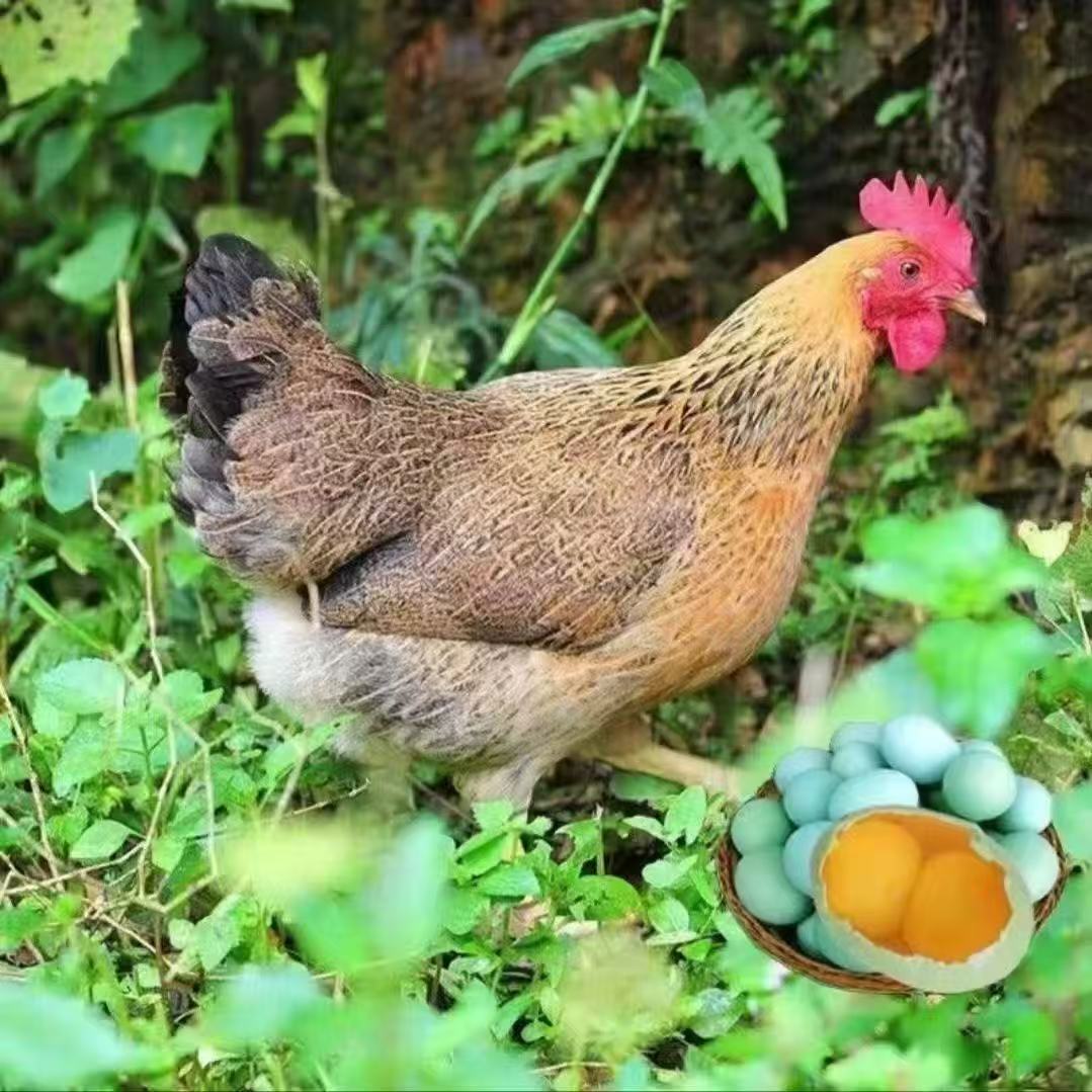 【活体】青脚宠物鸡顺丰包邮