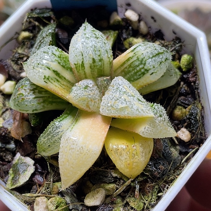 594潘多拉白银锦福利