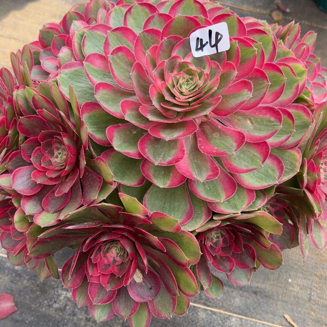 44孔雀翎多肉多肉多肉多肉