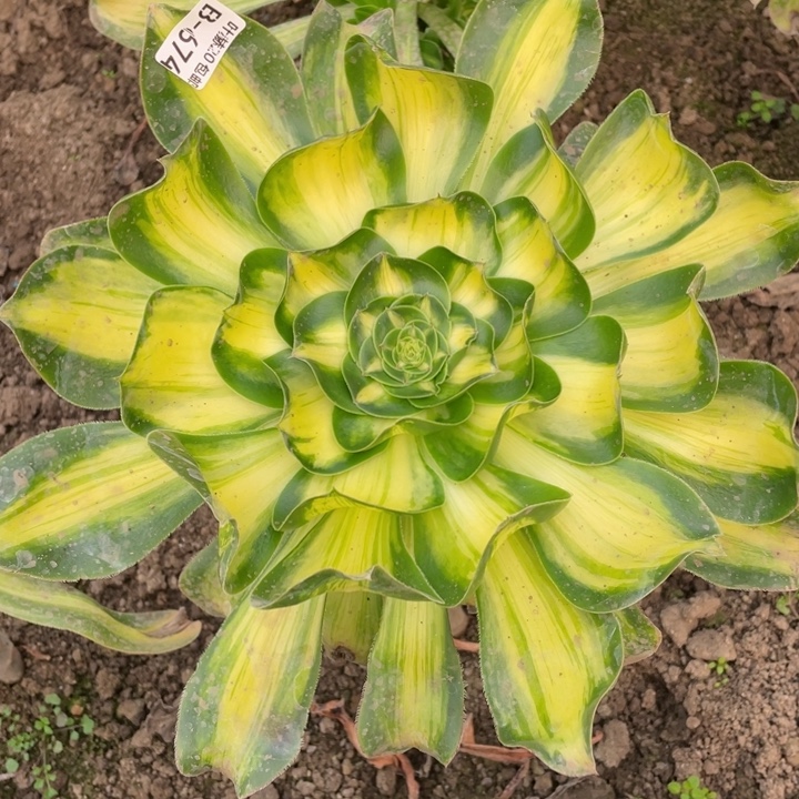 674暴君多肉1234467多肉