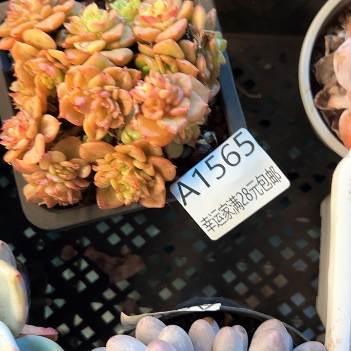 幸运的是我的朋友们都在这里