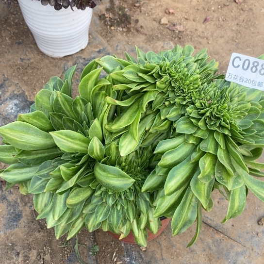 088夜光杯缀多肉植物