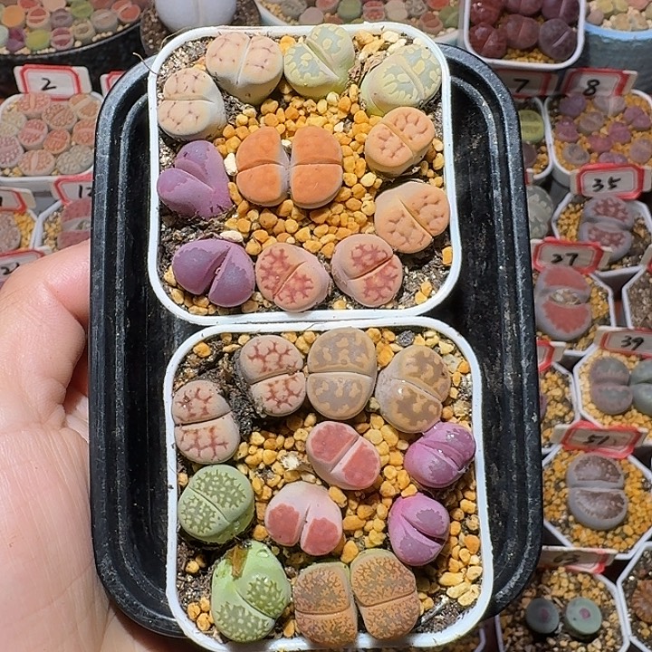 生石花111111。   306