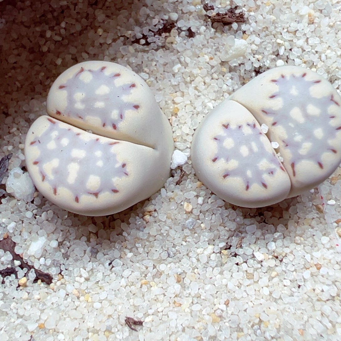 精致优秀的肉肉811-131