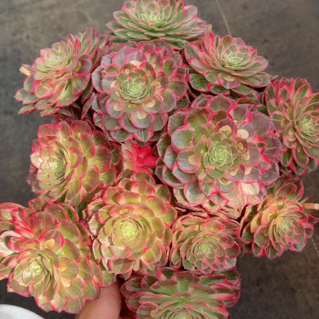 多肉植物发货发货