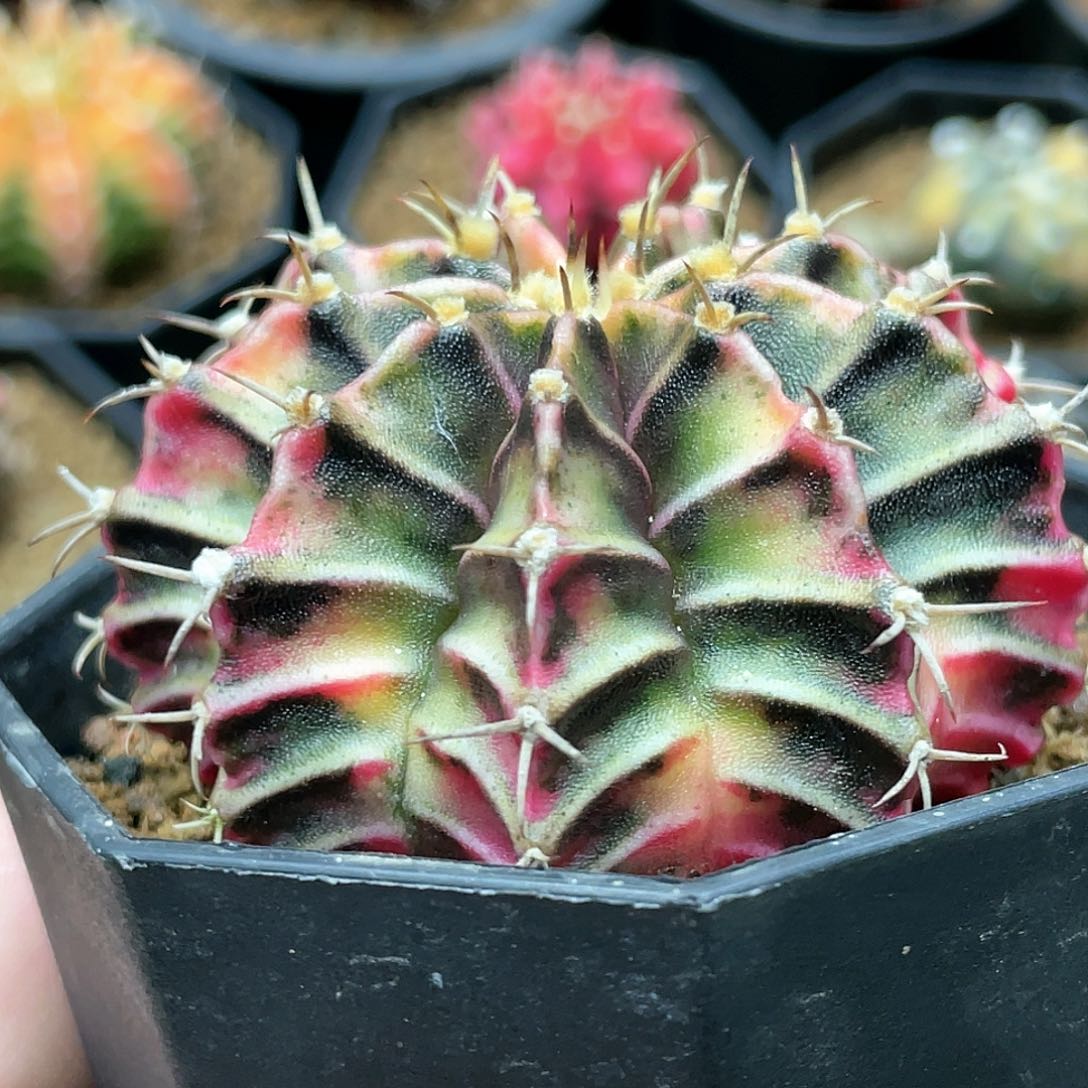 泰系实生根，肋骨锦