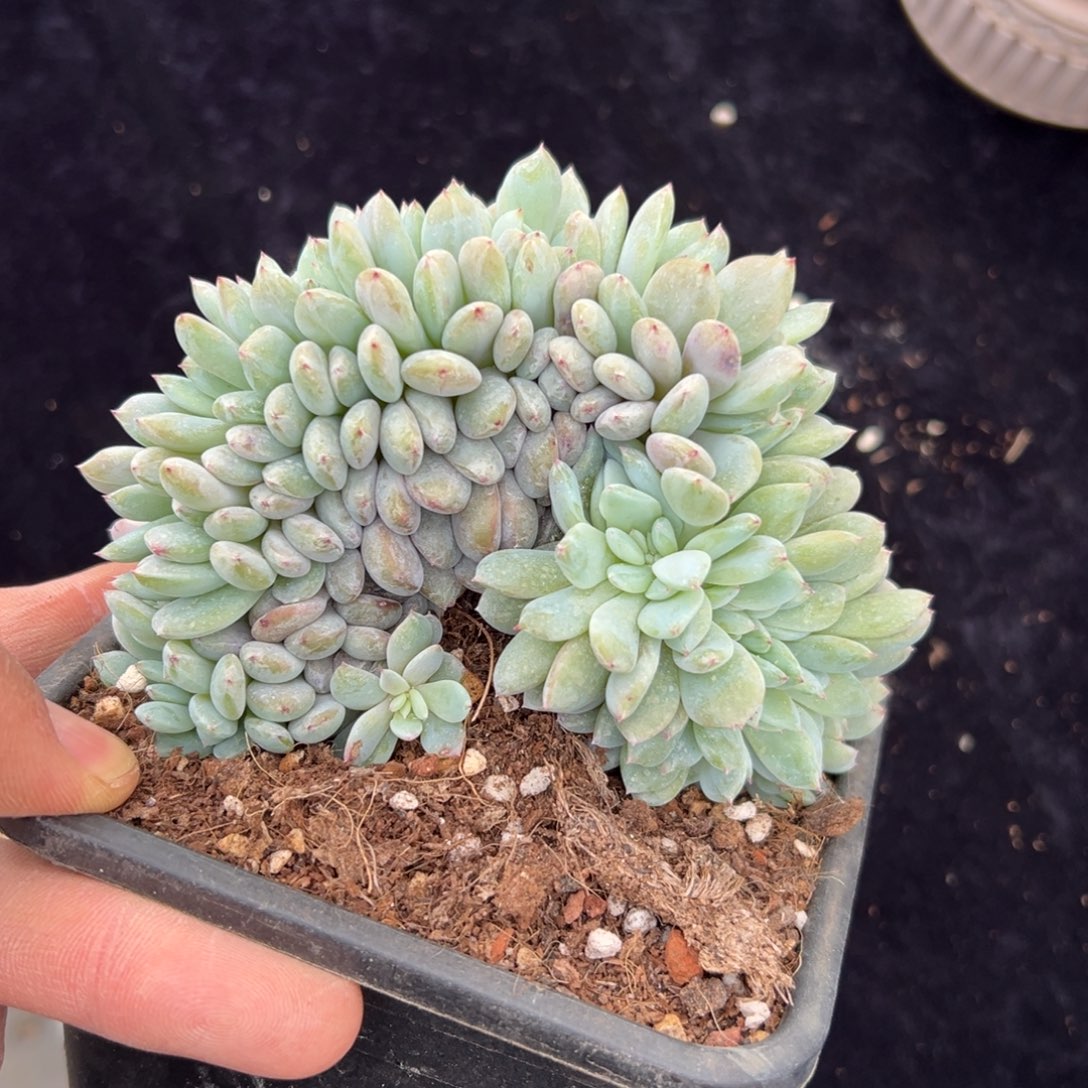 新年快乐 新年快乐