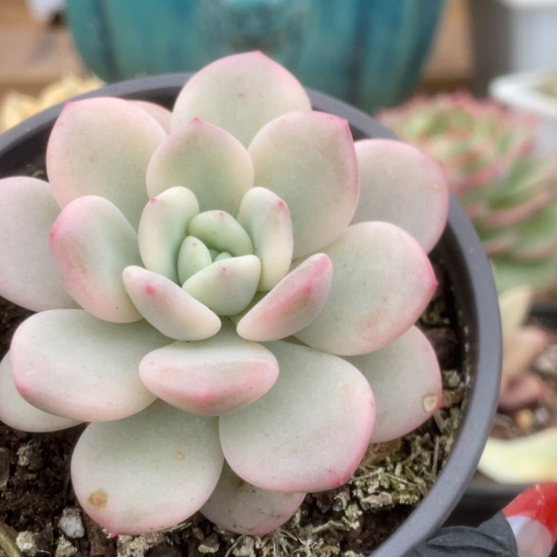 697新香水锦锦锦锦锦