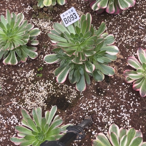 了*093法师锦不包断枝