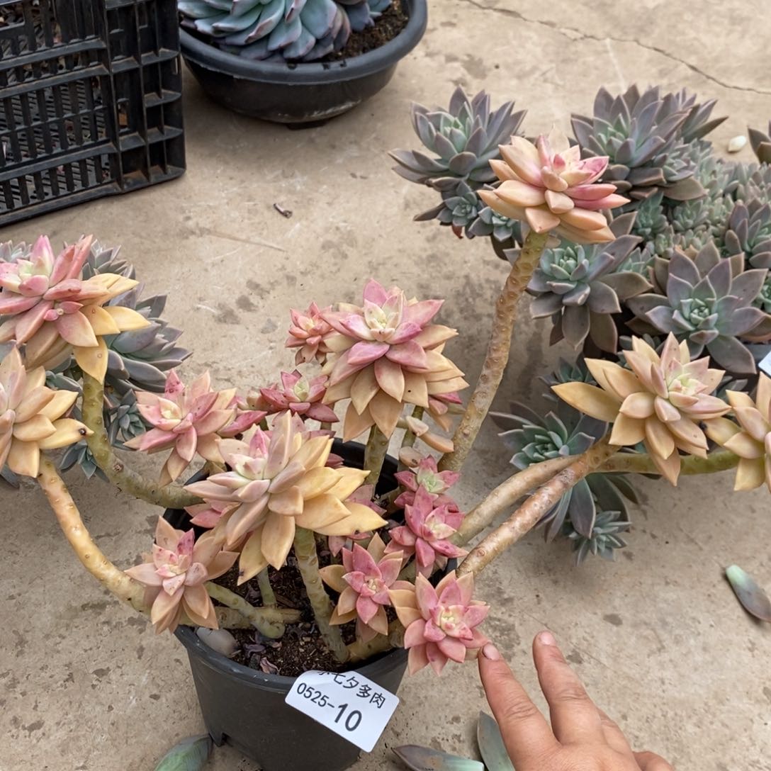 小七夕多肉橙色恋人10泡沫发10