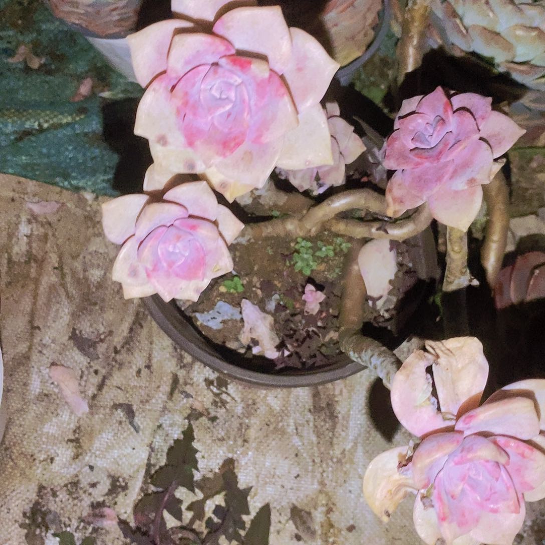 紫乐一箱子一单包邮