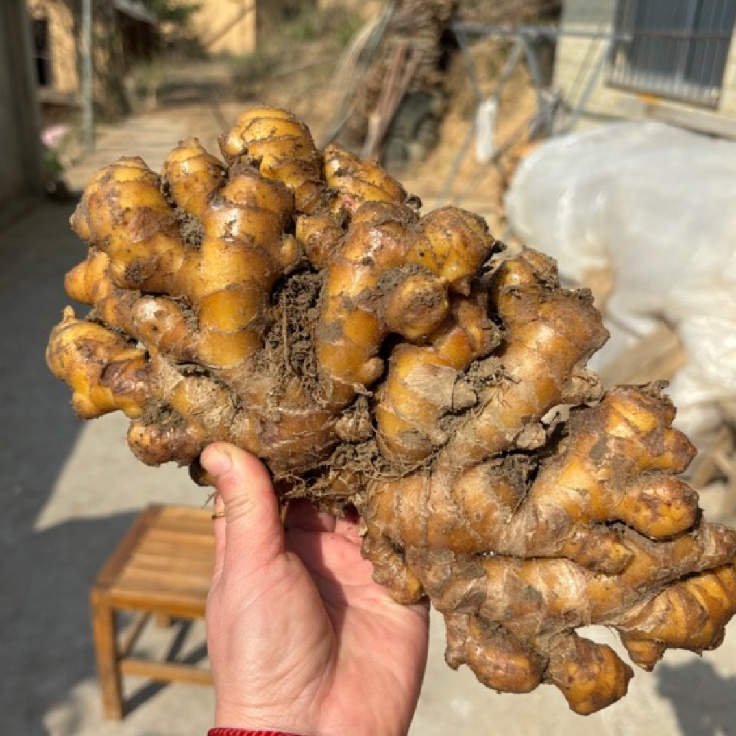 汝城文明本地小黄姜包邮