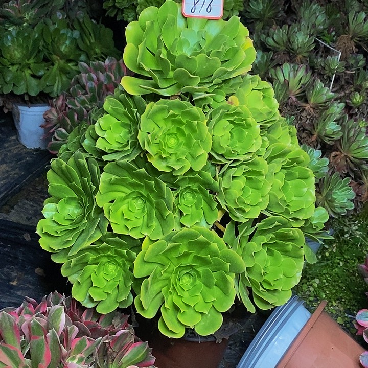 六***饰绿羊绒老桩捧花816号