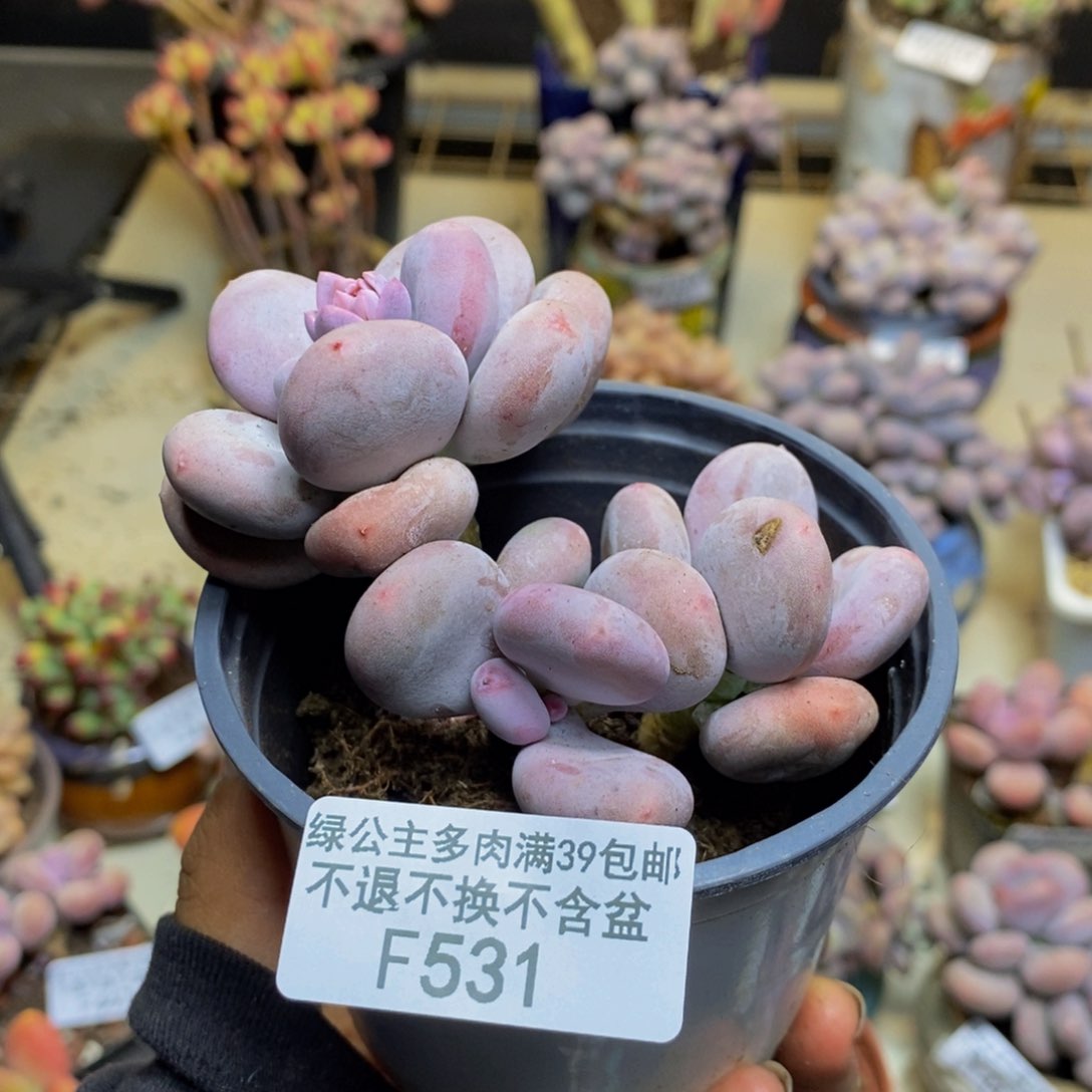 531大叶奶多肉8c m