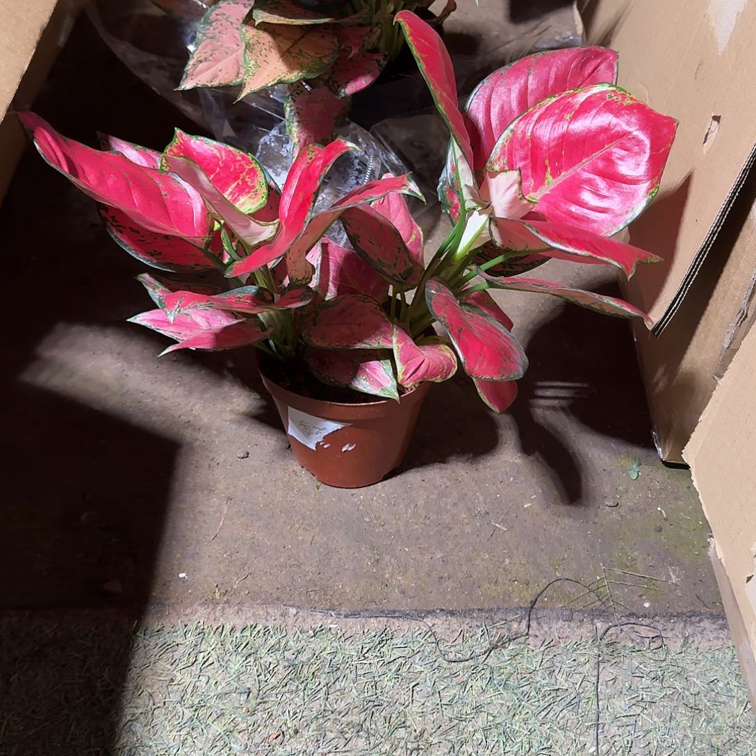 完全开放小颗红如意