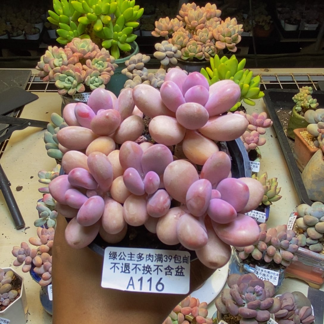116糖果桃蛋多肉9cm