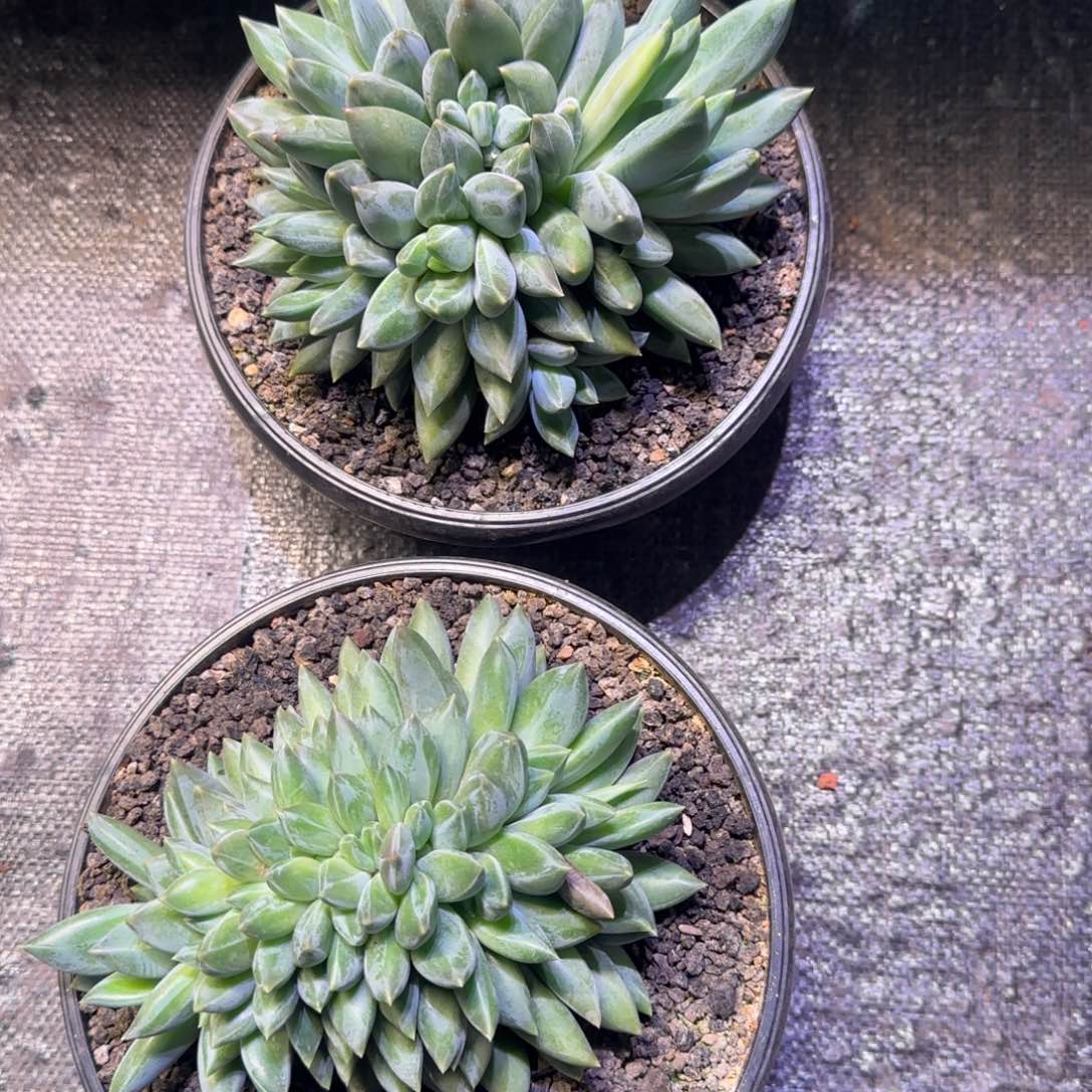 重楼多肉植物一物一拍